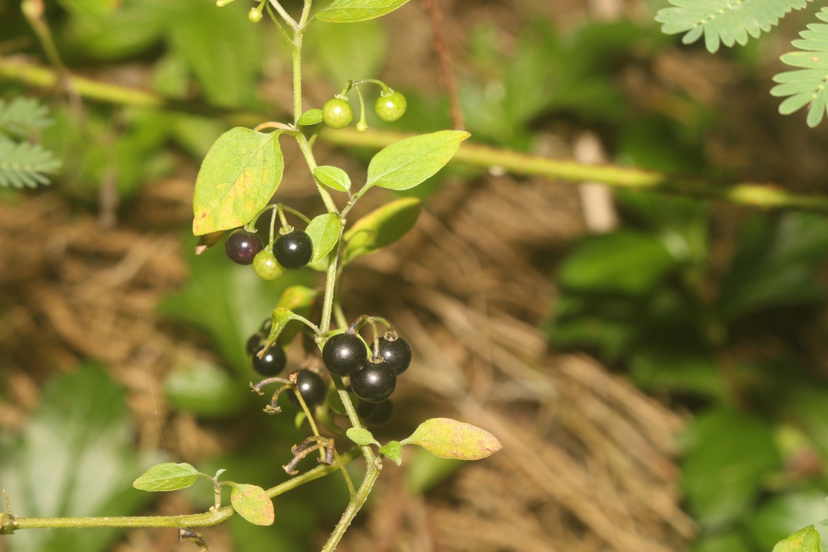 Solanum americanum Mill.